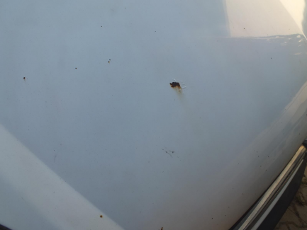 Zdjęcie przedmiotu: Opel Movano CDTI Euro 4 2463ccm - 100HP 3,3t 06-10