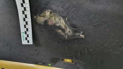 Zdjęcie przedmiotu: Nissan Juke 1.6 N-Connecta Xtronic EU