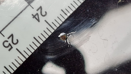 Zdjęcie przedmiotu: Infiniti Q50 2.0t Sport Sound Studio by Bose aut