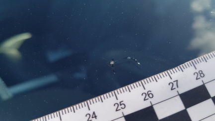 Zdjęcie przedmiotu: Audi A4 Allroad 2.0 TDI Quattro S tronic