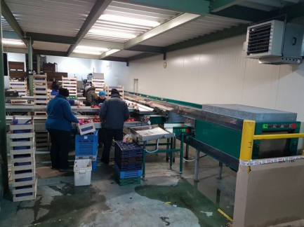 Zdjęcie przedmiotu: Technological line for packaging and packaging of juice (sorter, grinding team and juice extraction with a decander)