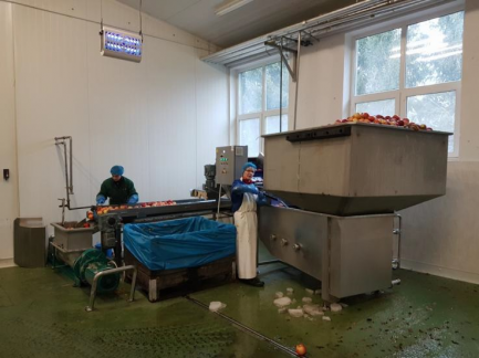 Zdjęcie przedmiotu: Technological line for packaging and packaging of juice (sorter, grinding team and juice extraction with a decander)