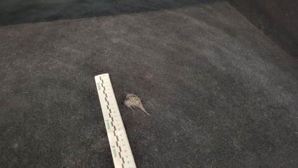 Zdjęcie przedmiotu: Mercedes-benz GLE 400 d 4-Matic Oświadczenie o utracie DR