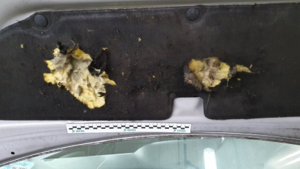 Zdjęcie przedmiotu: Toyota Yaris Hatchback