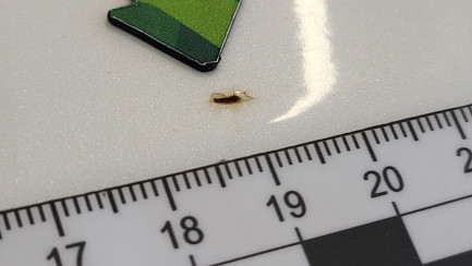 Zdjęcie przedmiotu: Kia Sorento 2.0 CRDI Business Line Plus aut