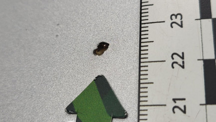 Zdjęcie przedmiotu: Seat Leon 1.5 EcoTSI Evo Style S&S